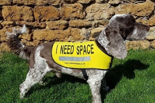Yellow Dog UK: A Simple Signal That Protects Dogs This National Pet Month