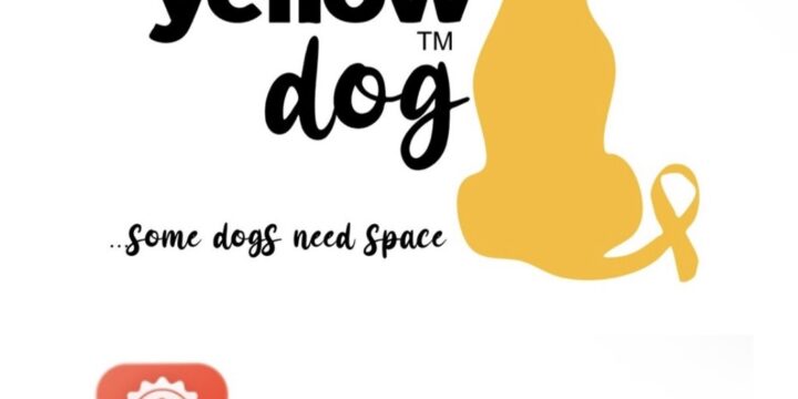 Yellow Dog UK and PawChamp Join Forces to Support Anxious Dogs and Create Safer Walks